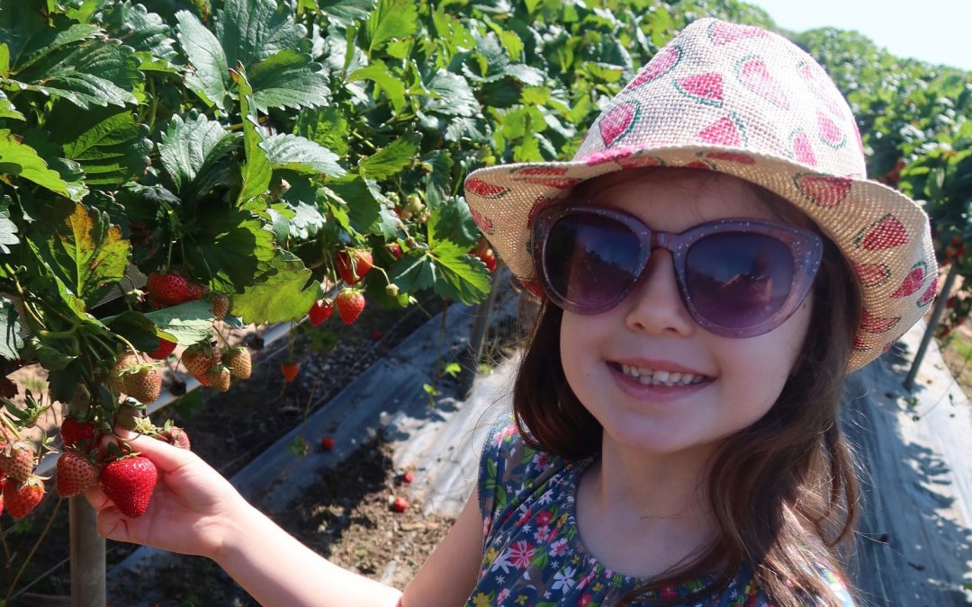 Strawberry Picking at Manor Farm Fruits