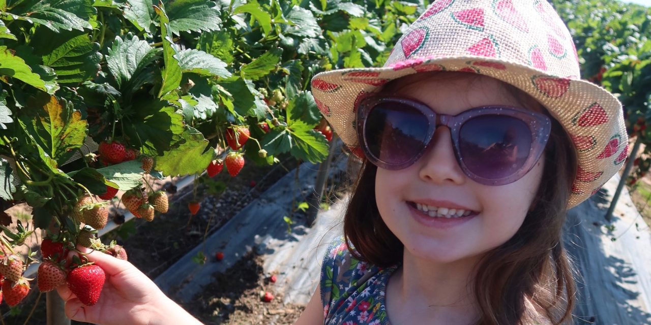 Strawberry Picking at Manor Farm Fruits