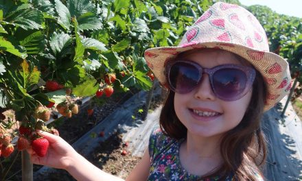 Strawberry Picking at Manor Farm Fruits