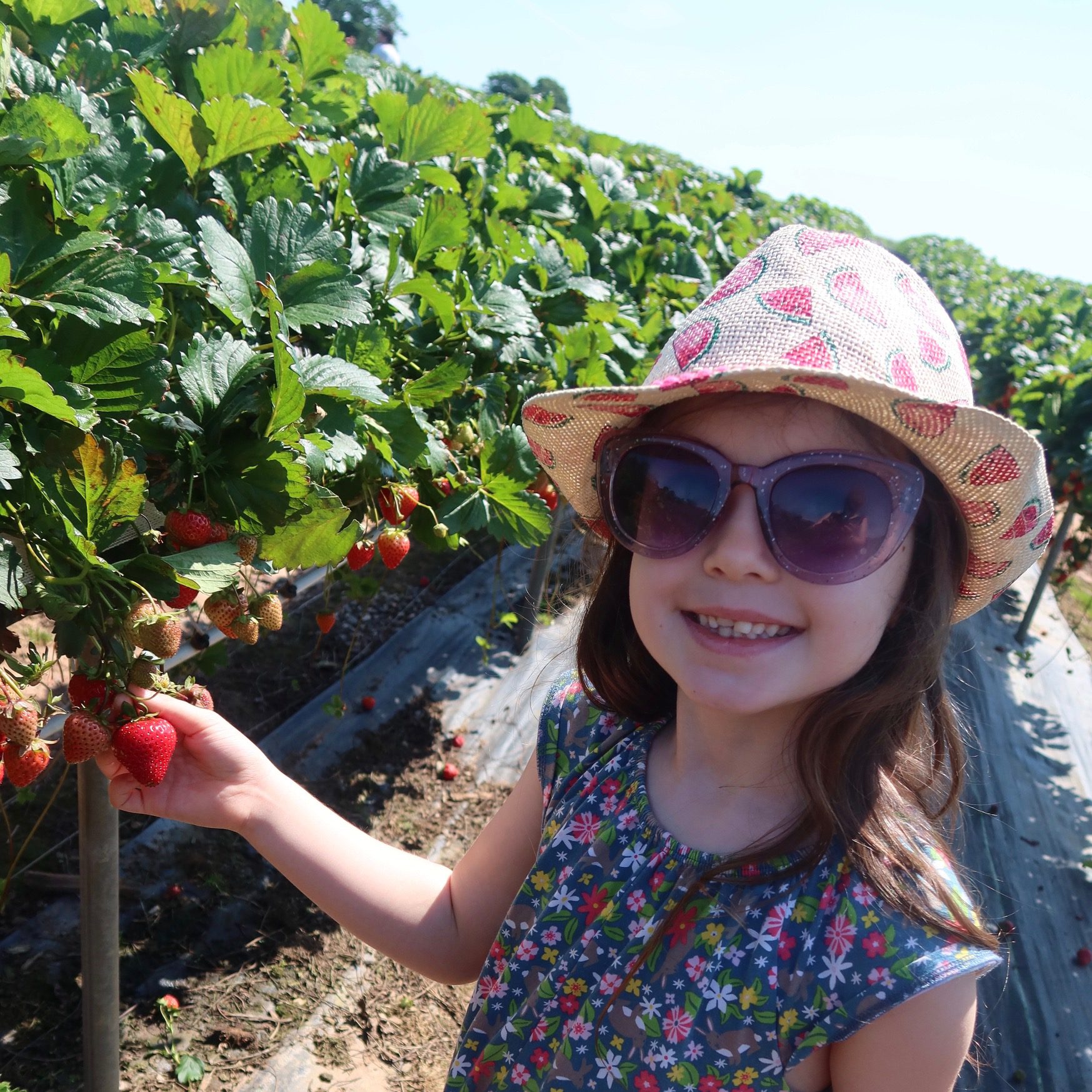 Strawberry Picking at Manor Farm Fruits