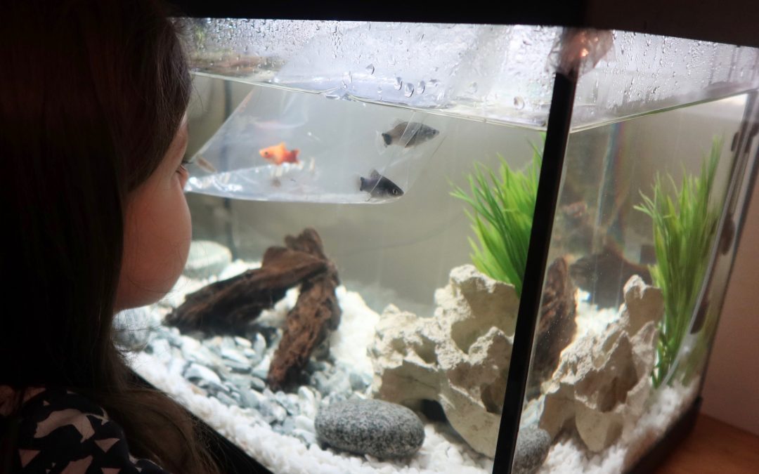 Aquarium for Kids – Our Quick Start Fish Tank