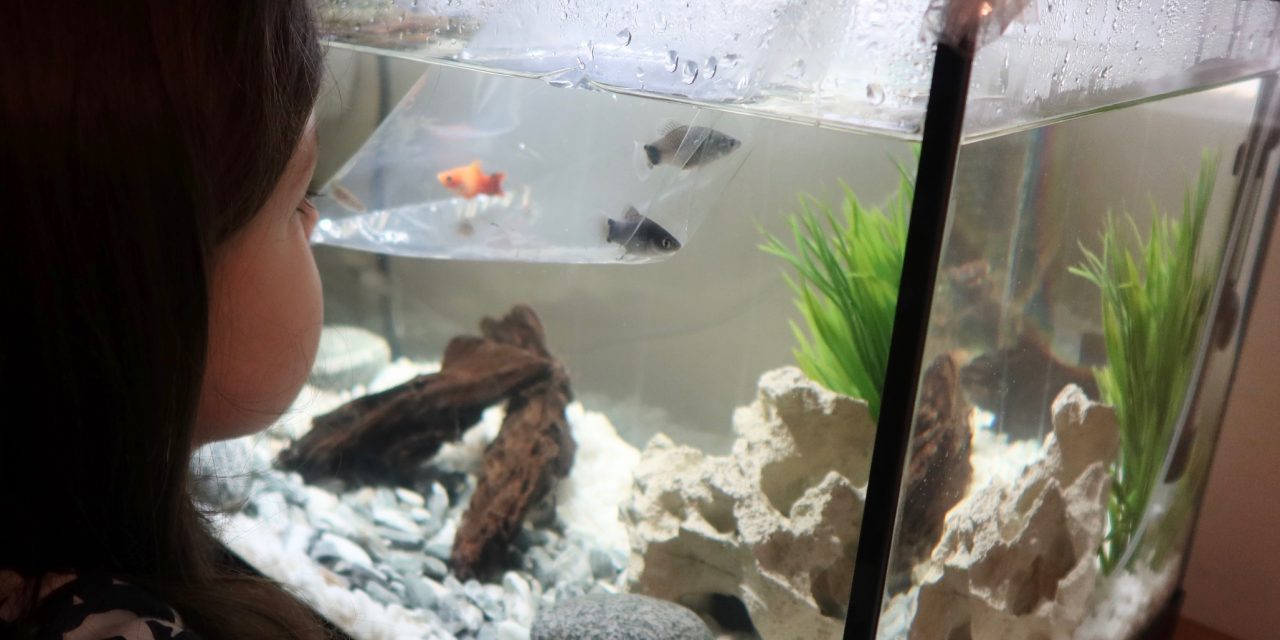 Aquarium for Kids – Our Quick Start Fish Tank