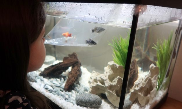 Aquarium for Kids – Our Quick Start Fish Tank