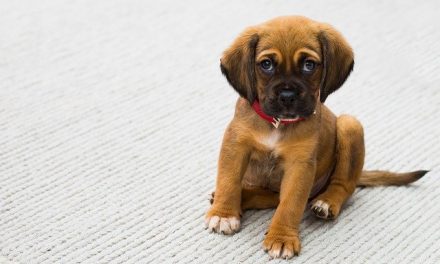 Top Tips On Caring For Your Family’s First Puppy