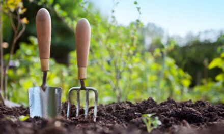 Money-Saving Tips for  the Garden