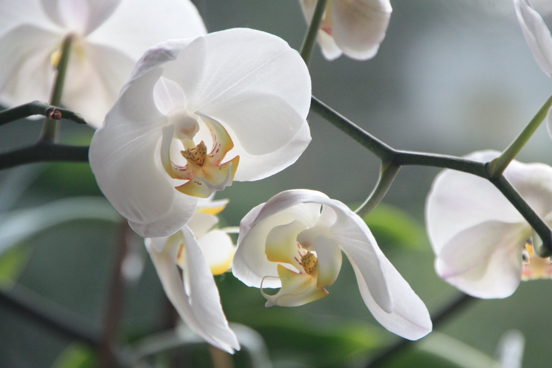 Top 5 Most Beautiful Orchids In The World Real Mum Reviews