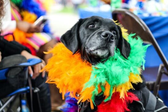 black dog wearing fur decor