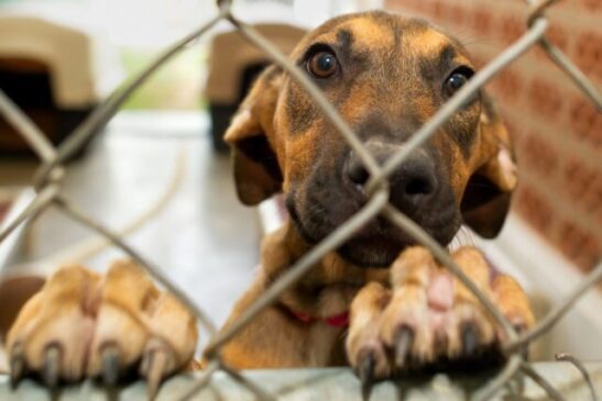 Adopting a Shelter Pet Into Your Family